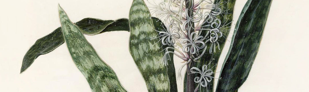 Vintage art of botanical paintings and illustrations from Attica Press