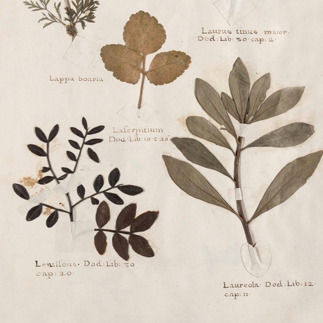vintage herbarium prints from Attica Press