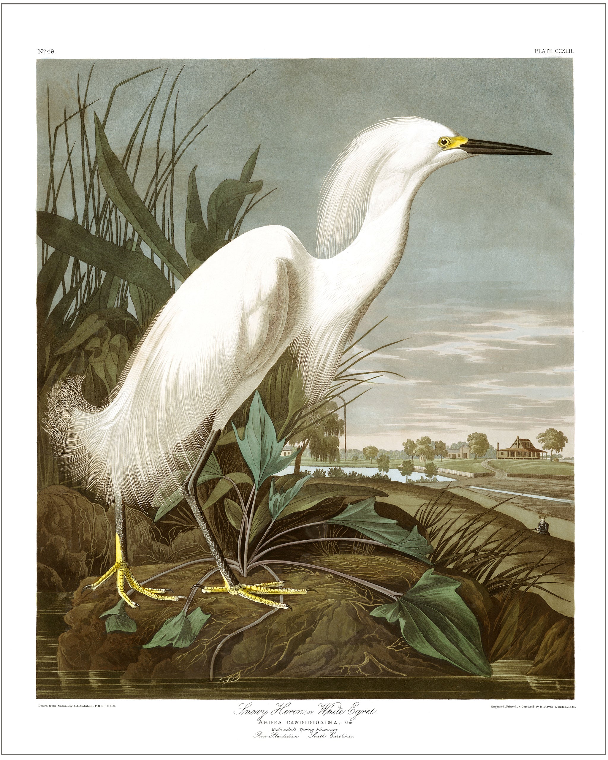 Snowy_heron_for_Shopify.jpg?v=