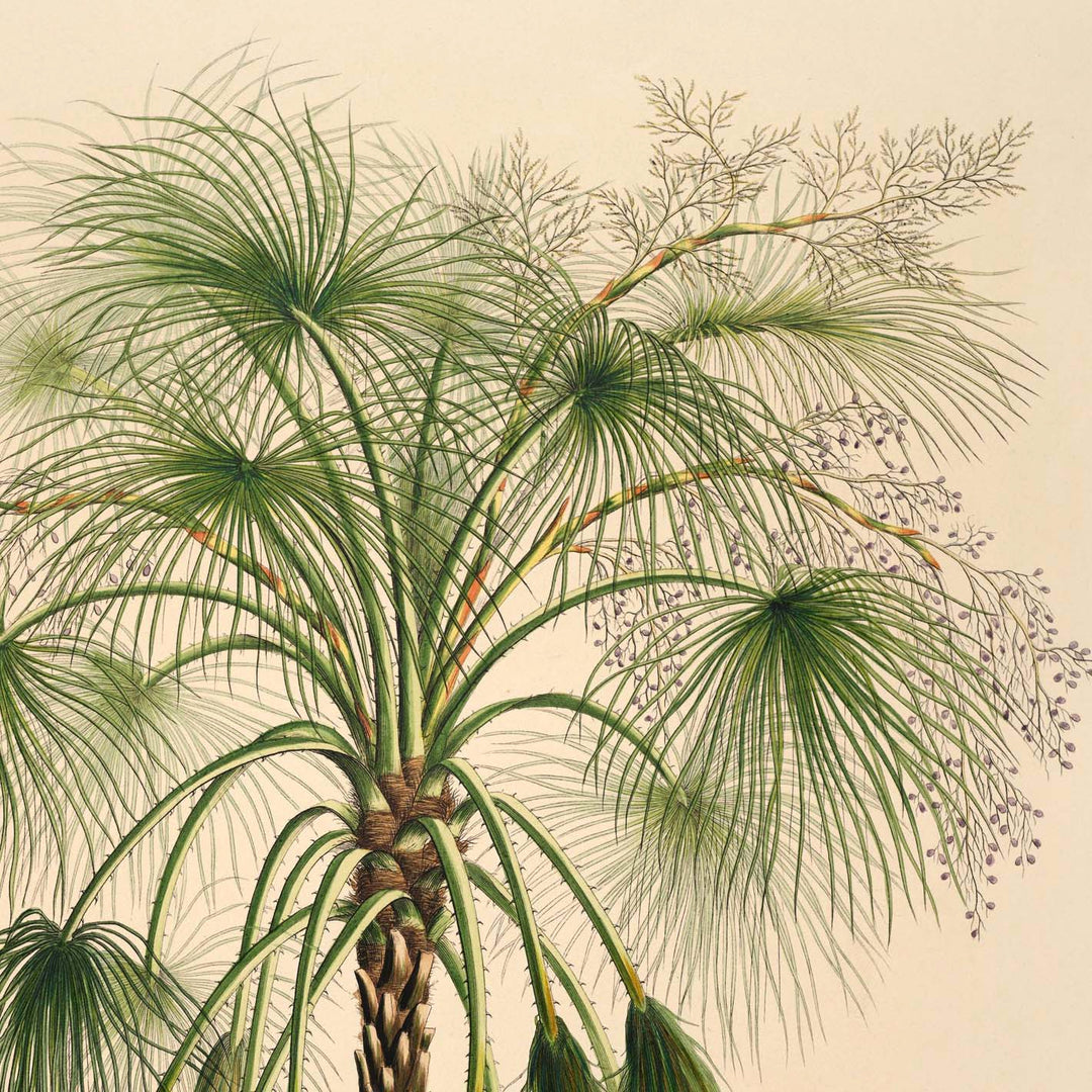 illustration of a tropical sand palm