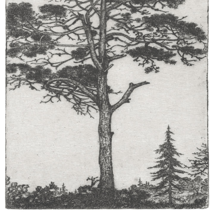 Bedroom wall art featuring Ernest Haskell black and white vintage tree engravings featuring a set of 3 prints  of tree sketches, pitch pine, baby sequoia and moss trees