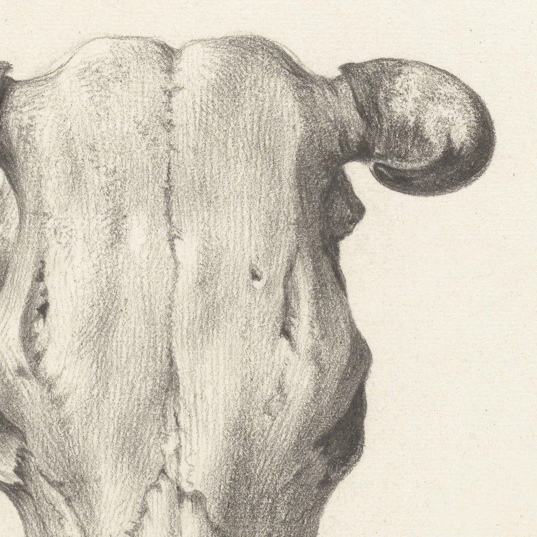 close up of cow skull wall hanging