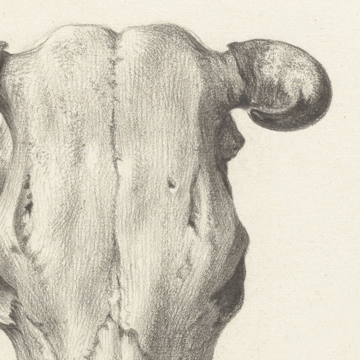 close up of cow skull wall hanging