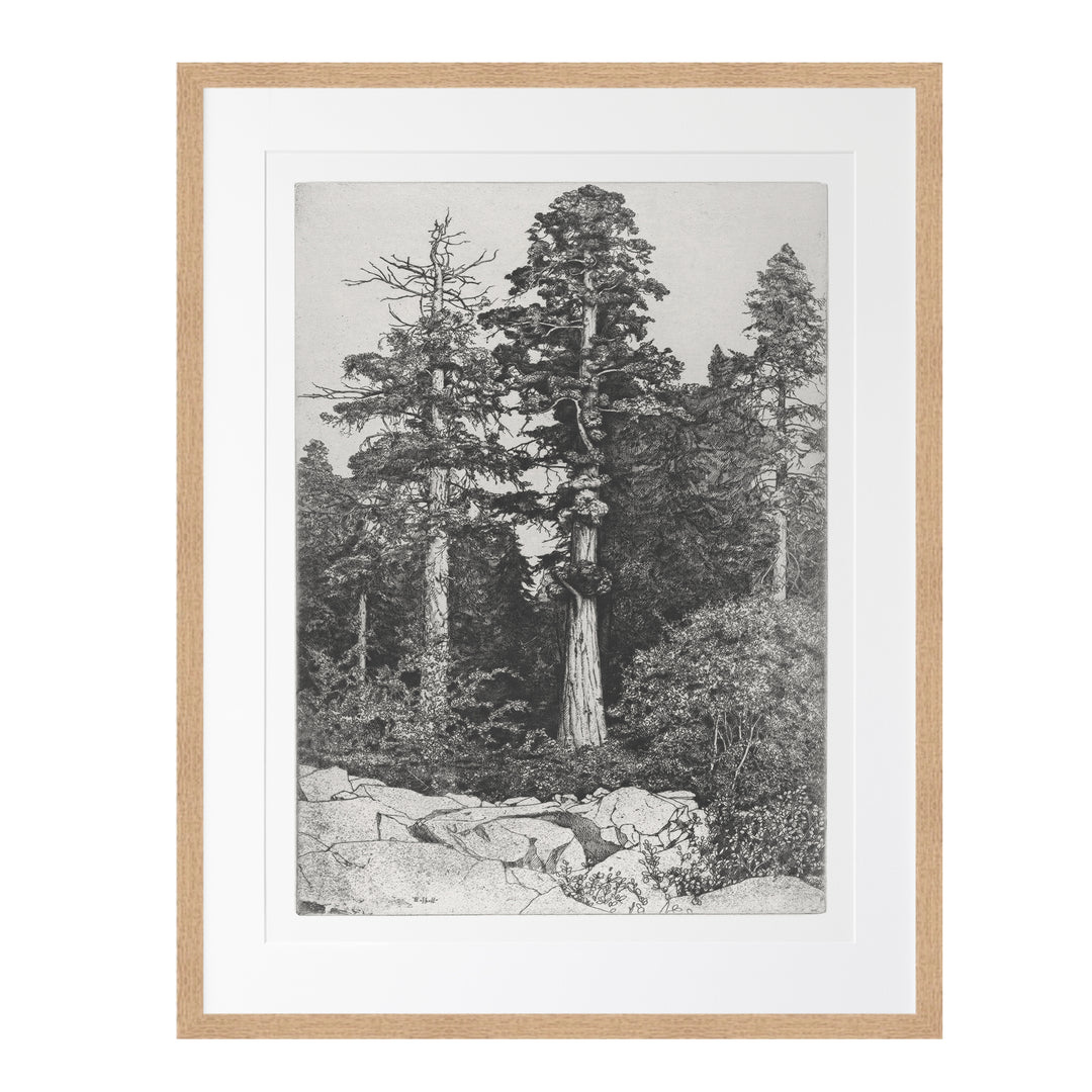 Bedroom wall art featuring Ernest Haskell black and white vintage tree engravings featuring a set of 3 prints  of tree sketches, pitch pine, baby sequoia and moss trees