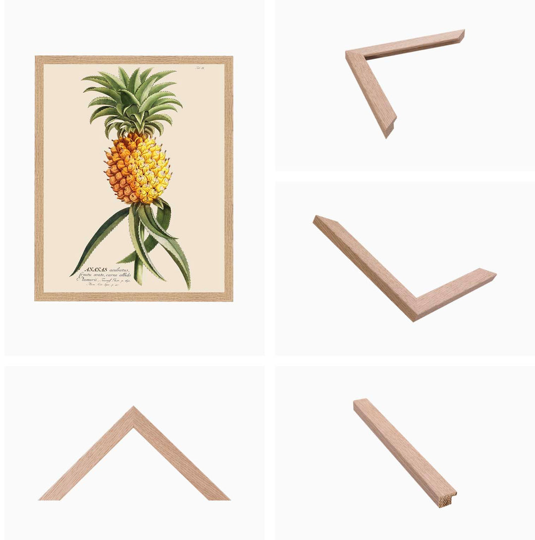 Framed vintage print of a pineapple illustration, framed with our classic oak frame