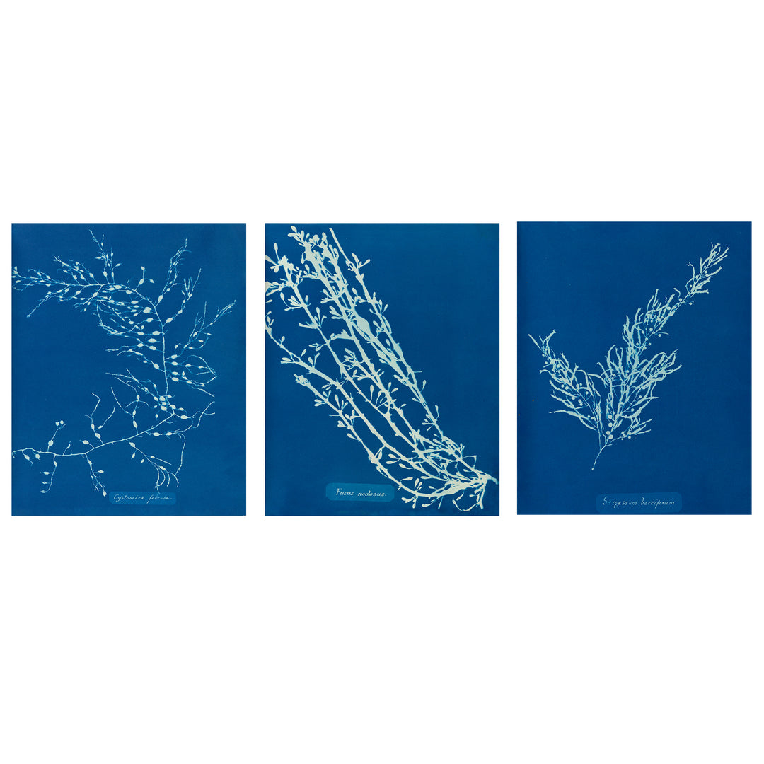 set of three vintage algae prints