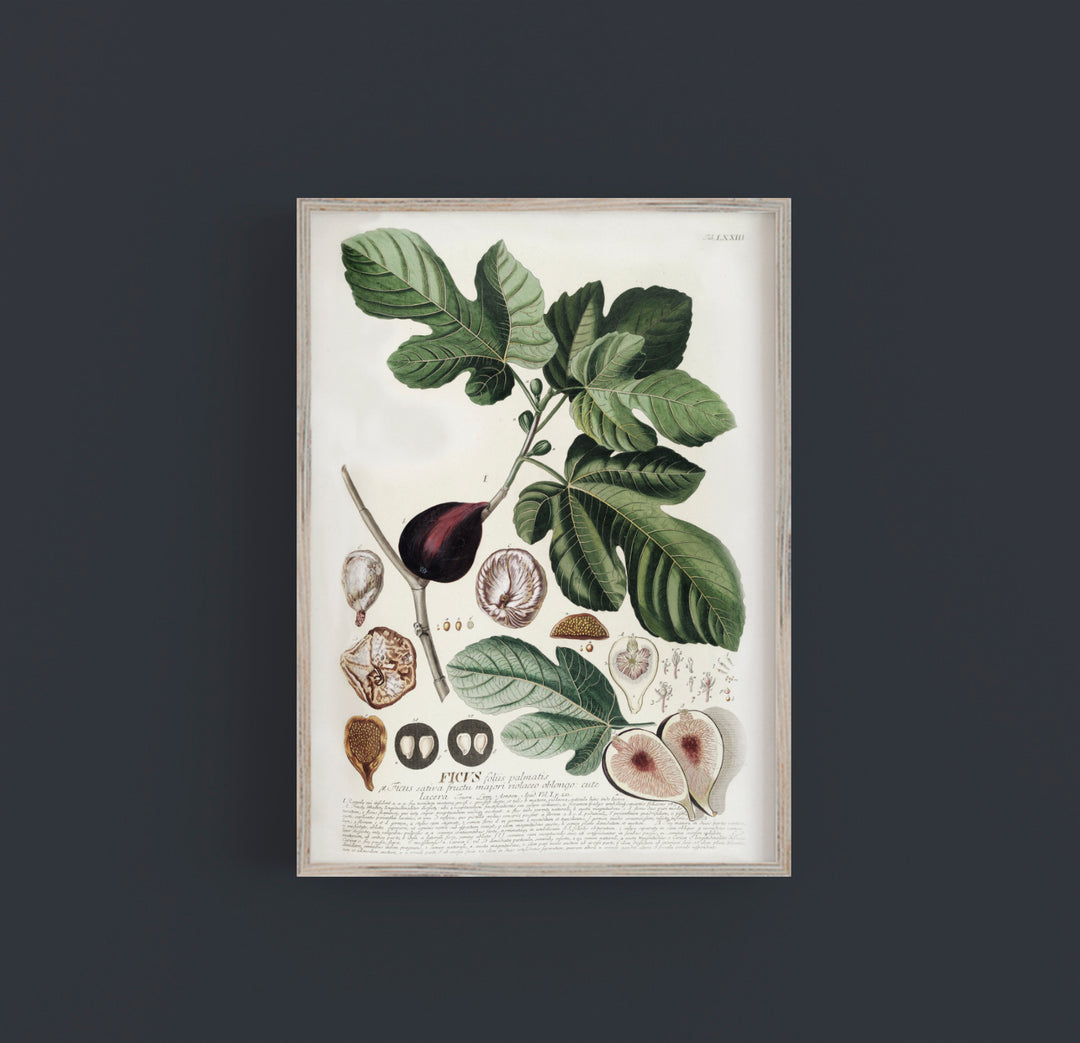 Fig Botanical Print