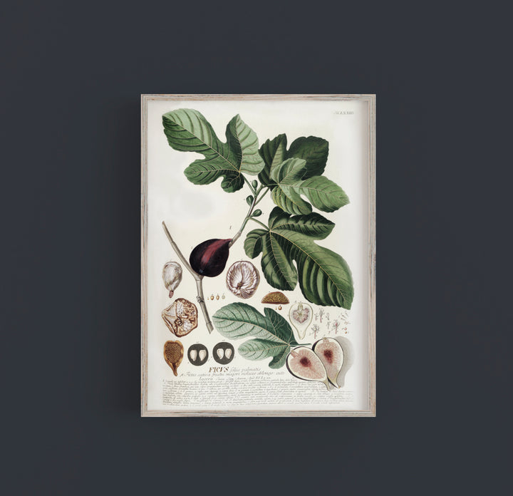 Fig Botanical Print