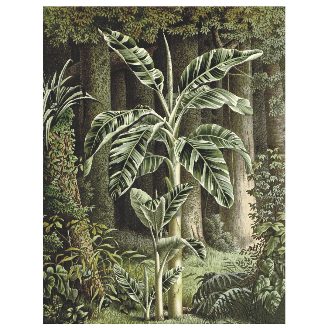 Musa Vittata jungle wall art