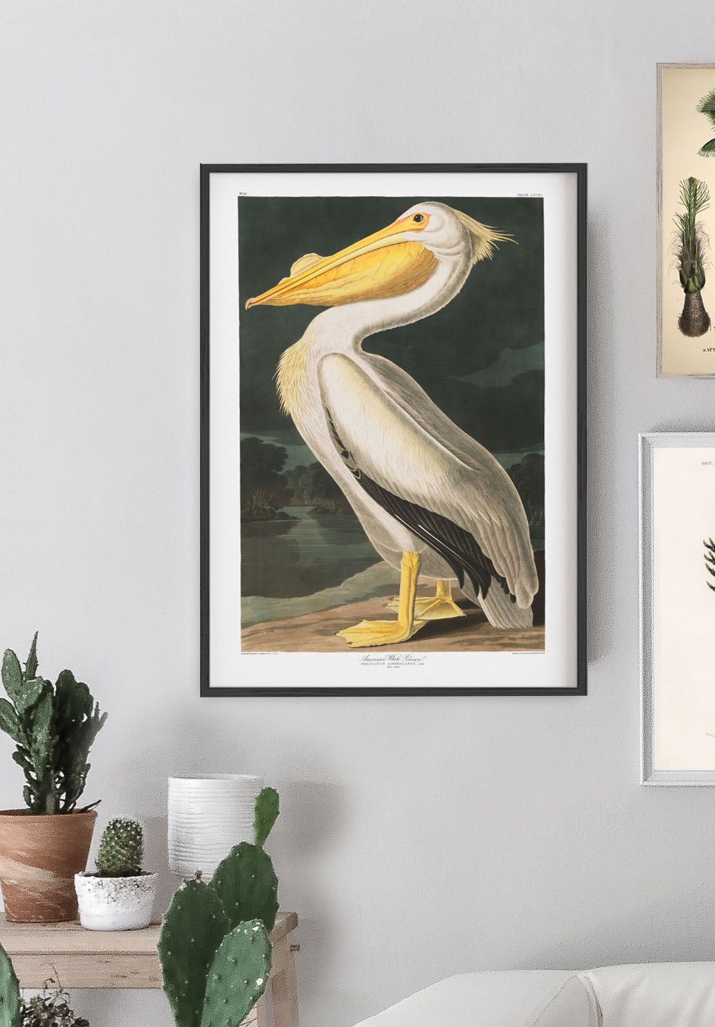 Audubon Pelican