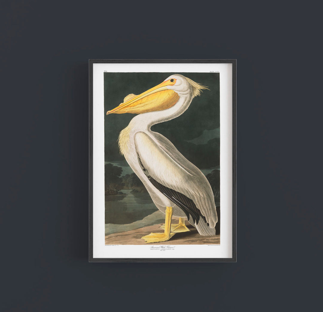 Audubon Pelican