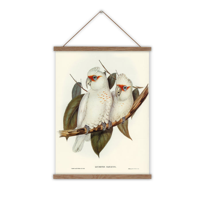White cockatoo vintage canvas wall chart