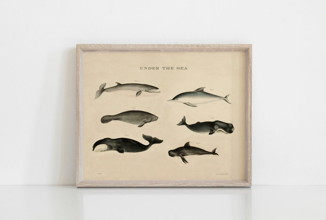 Vintage dolphin print