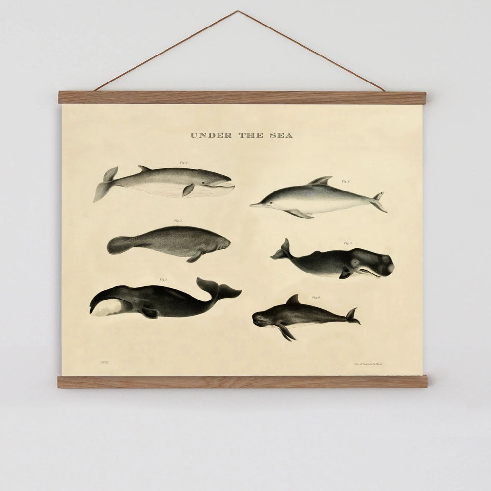 Vintage poster sea animals dolphins