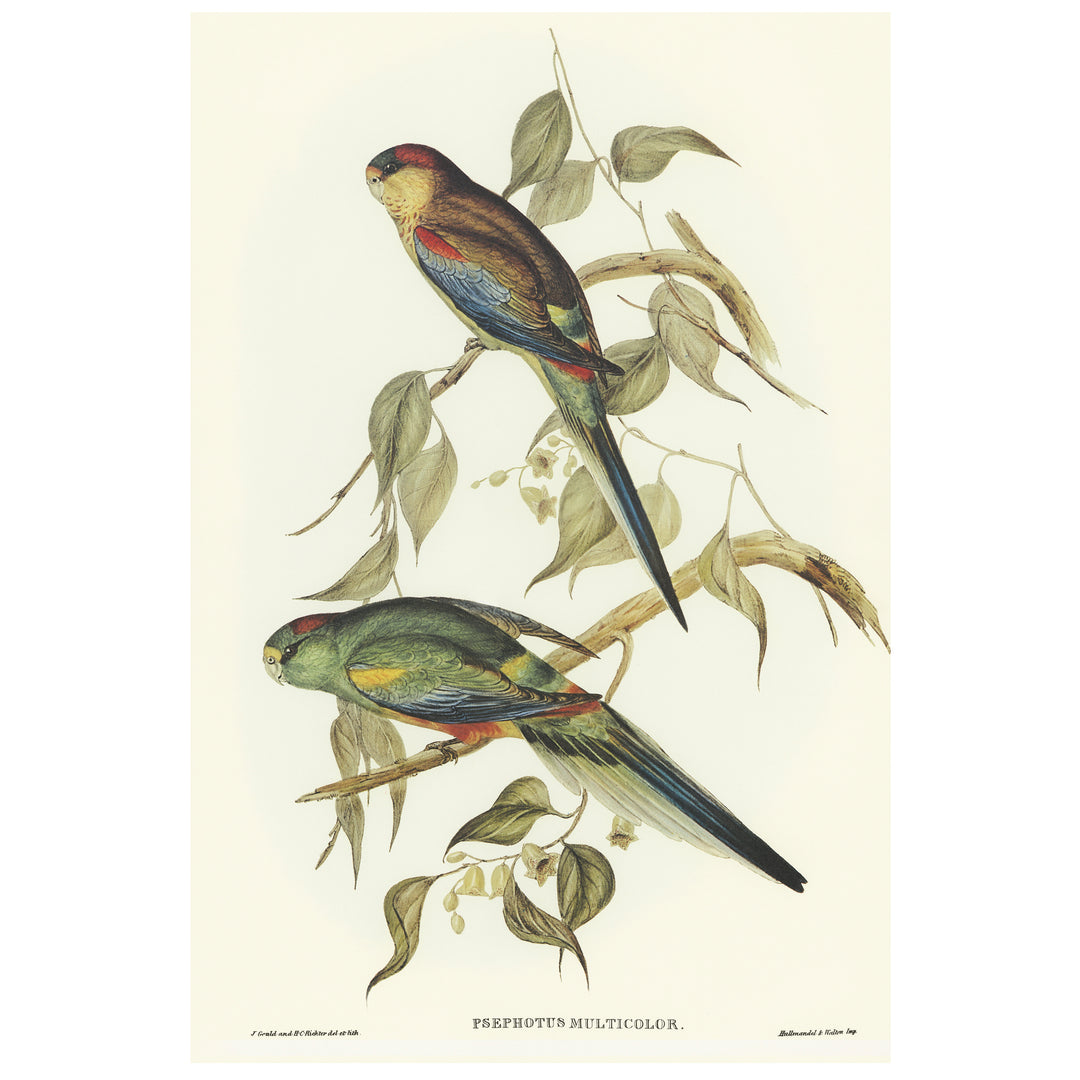 Vintage parakeet bird print