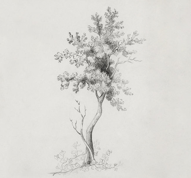vintage sketch of a tree, we plant a tree for every order