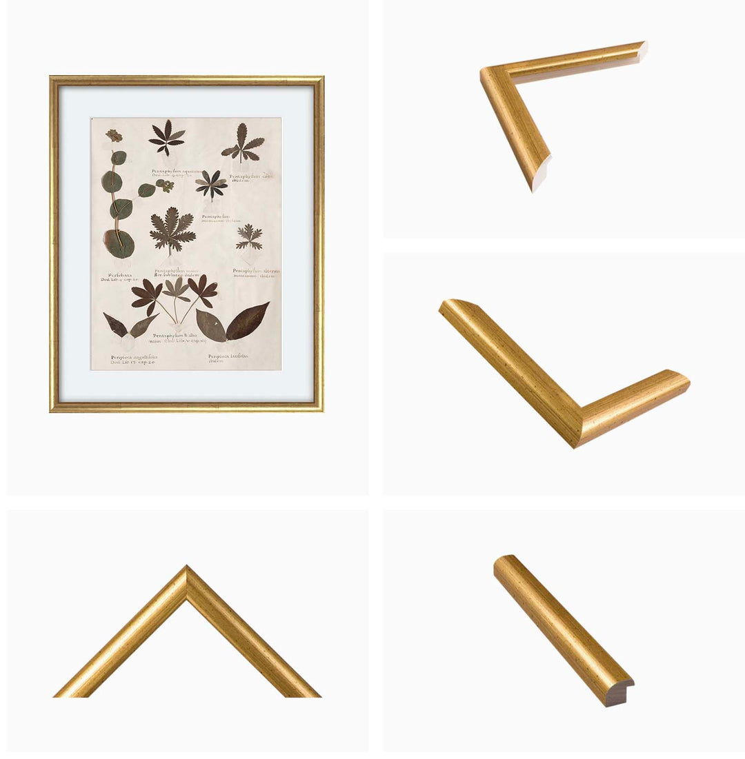 Framed vintage print of a herbarium collection, framed with our distressed gold frame