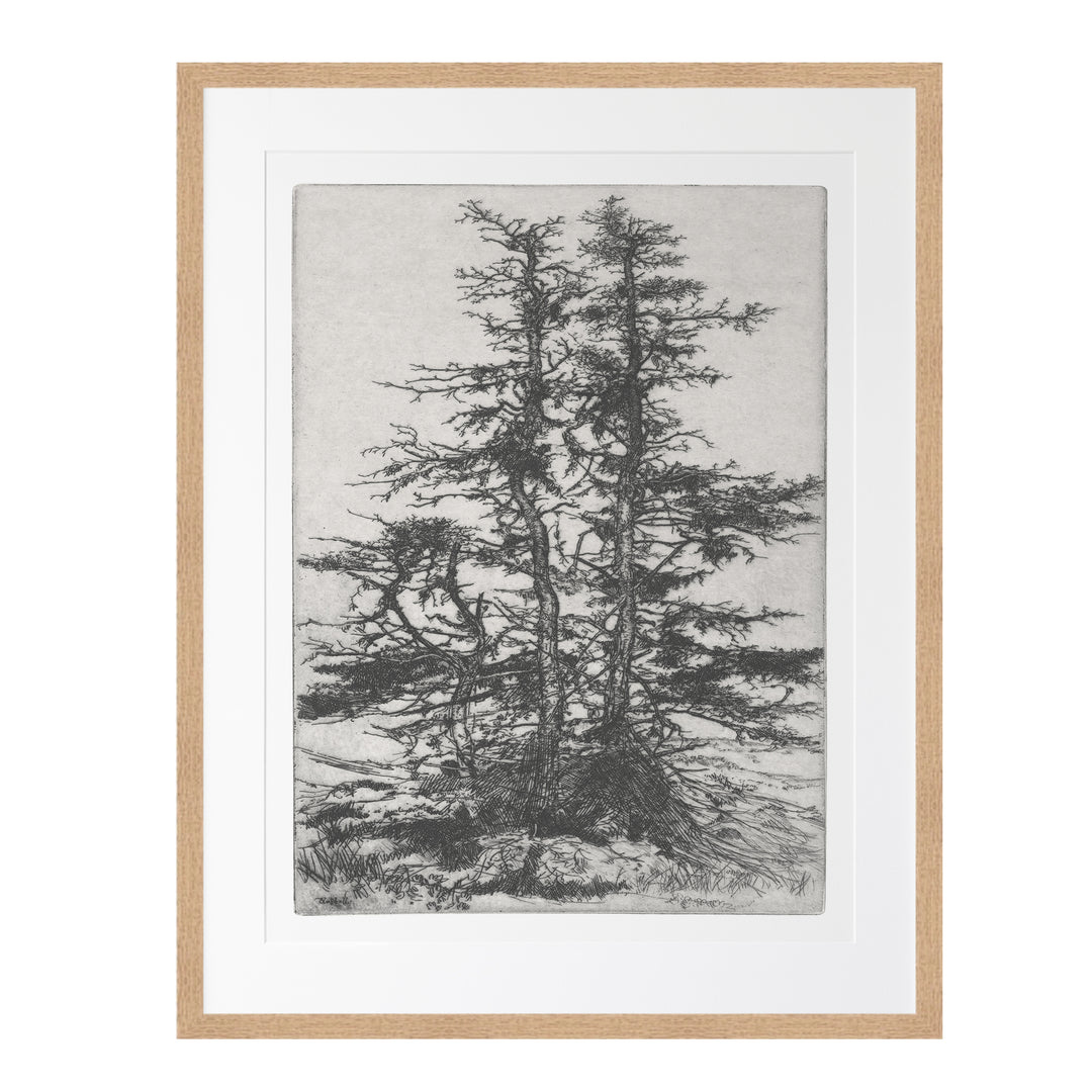 Bedroom wall art featuring Ernest Haskell black and white vintage tree engravings featuring a set of 3 prints  of tree sketches, pitch pine, baby sequoia and moss trees
