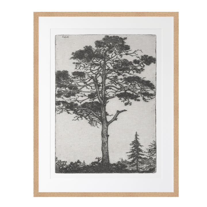 Bedroom wall art featuring Ernest Haskell black and white vintage tree engravings featuring a set of 3 prints  of tree sketches, pitch pine, baby sequoia and moss trees