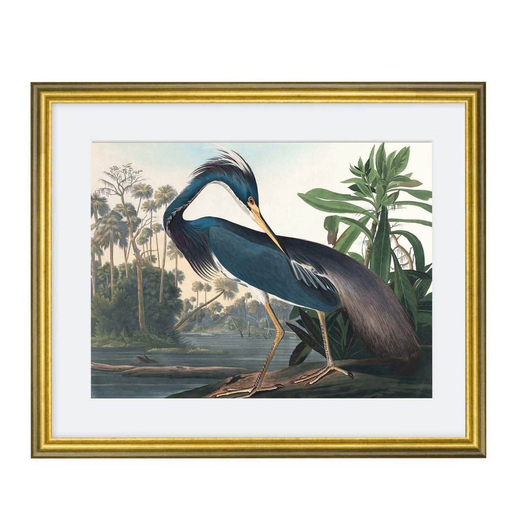 Louisana Heron by John James Audubon from the Birds of America Collection