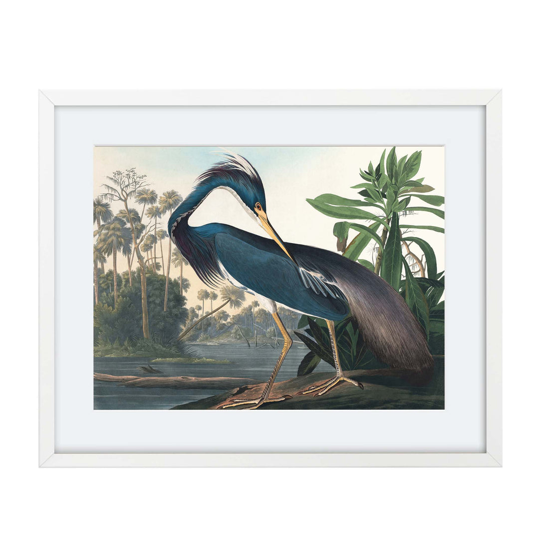 Louisana Heron by John James Audubon from the Birds of America Collection