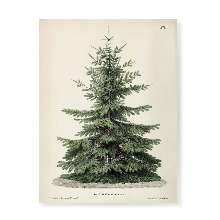 Vintage christmas tree illustration featuring a Nordmann fir tree made into a wall hanging, perfect for updating your holiday décor