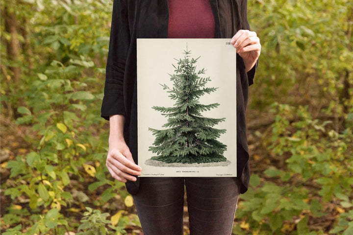 Vintage christmas tree illustration featuring a Nordmann fir tree made into a wall hanging, perfect for updating your holiday décor