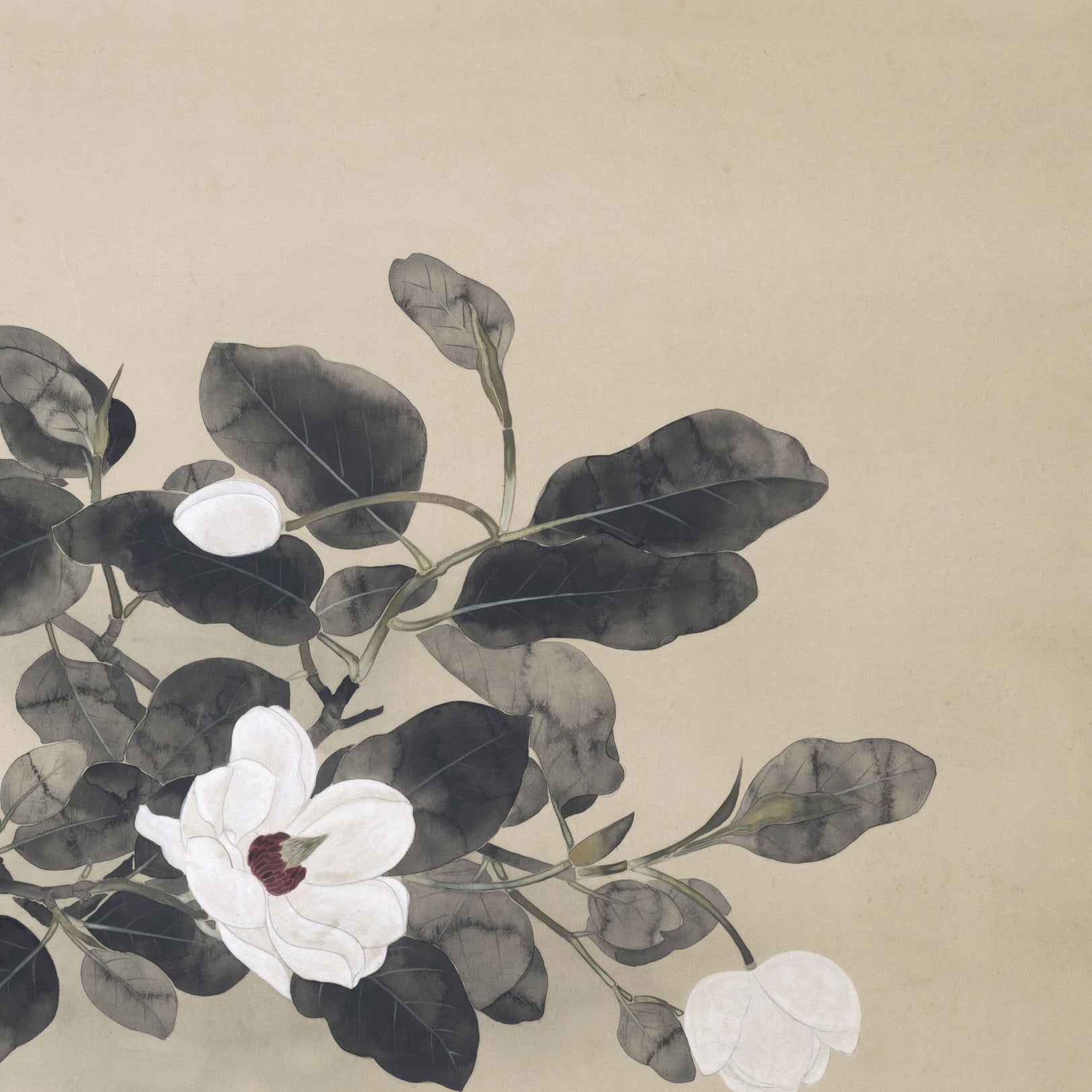 Japanese Magnolia print from Attica Press