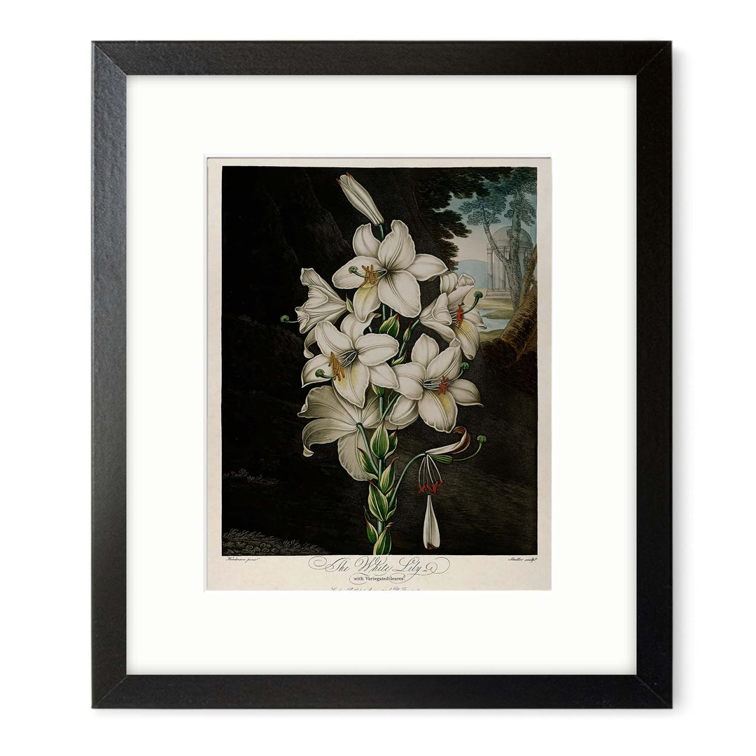 Robert thorntons White Lily dark botanical print