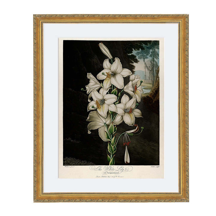 Robert thorntons White Lily dark botanical print