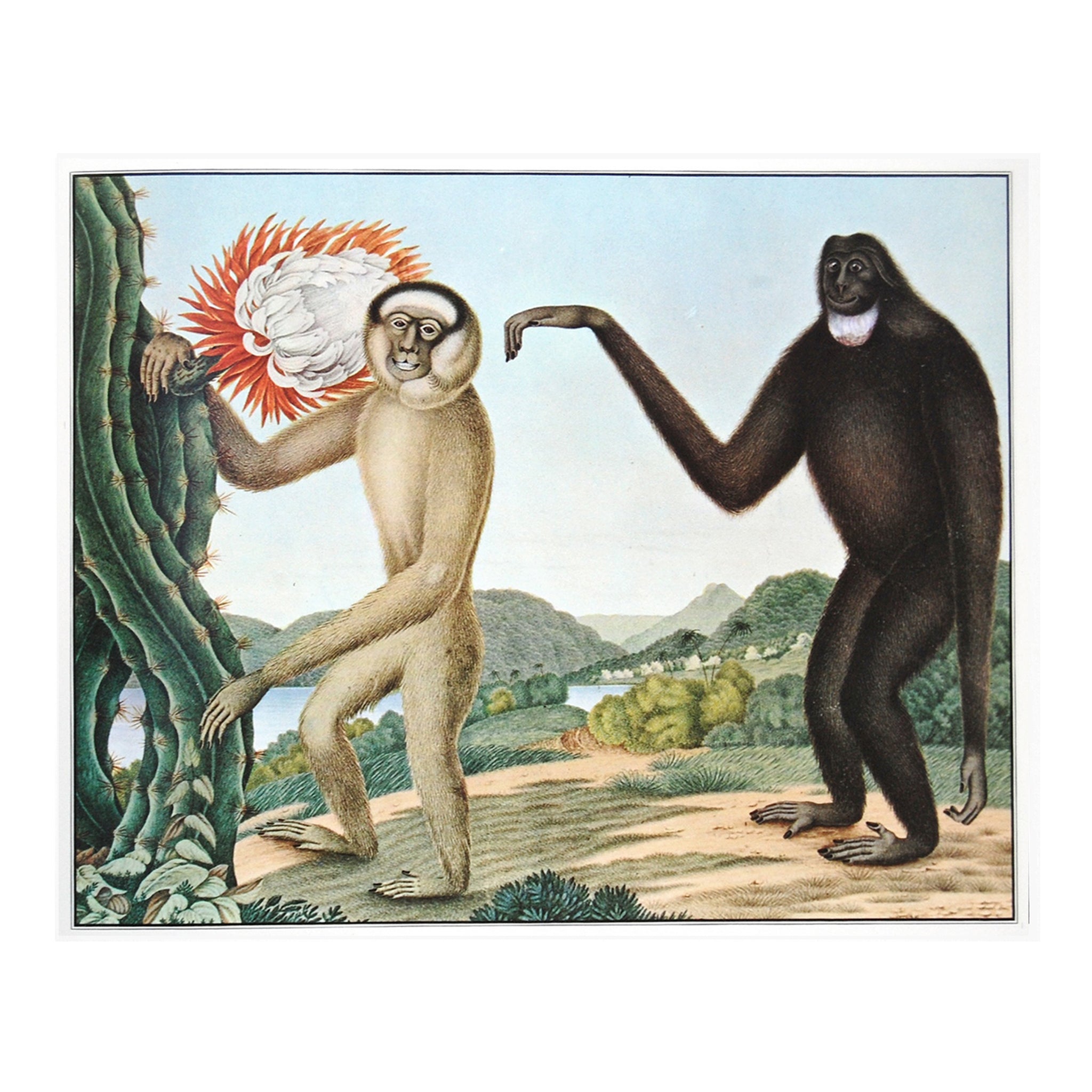 Aloys Zötl Bestiarium - Gibbons Animal Wall Art – Attica Press