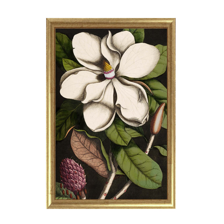 Magnolia Altissima vintage floral wall art