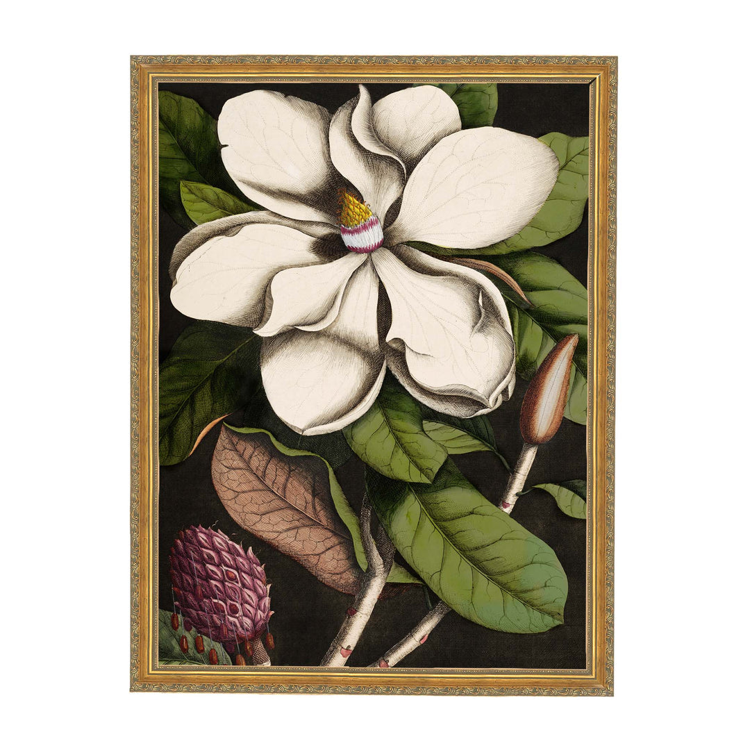 Magnolia Altissima vintage floral wall art