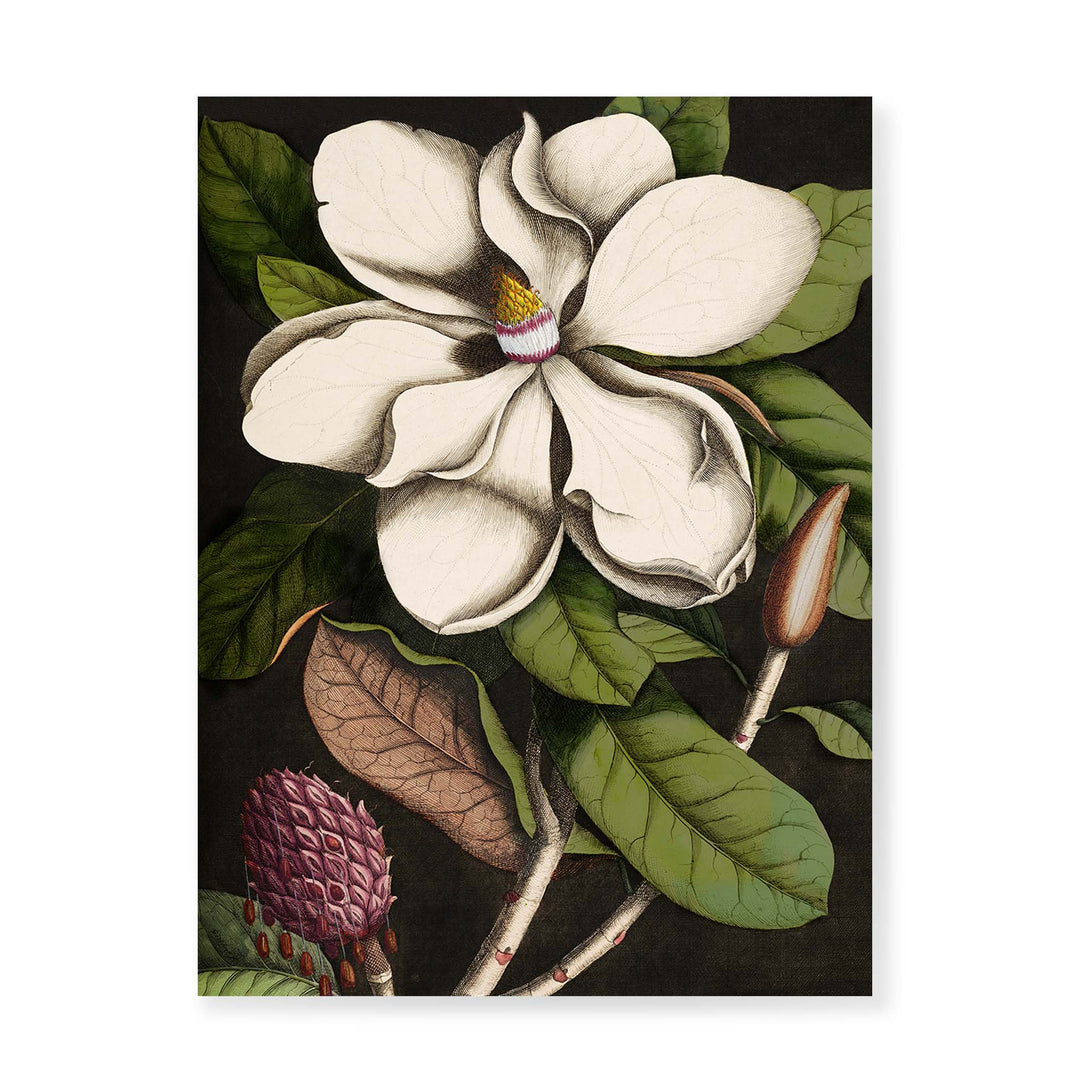 magnolia altissima Magnolia