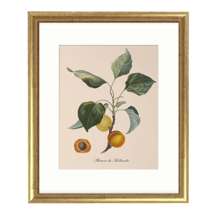 illustration of apricots on a branch with leaves