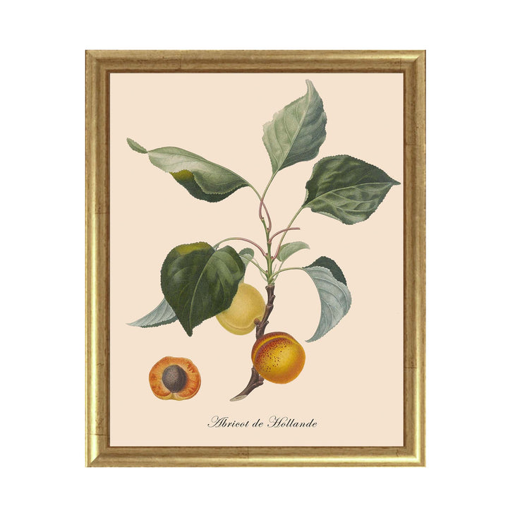 illustration of apricots on a branch with leaves
