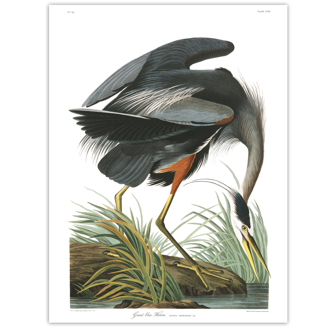 Audubon birds of america art print