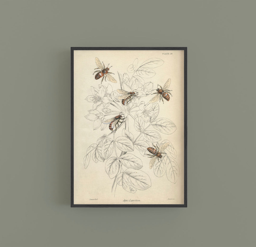 Gift idea for Bee lovers