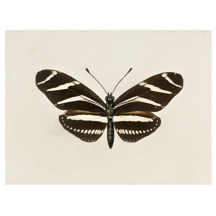 Vintage zebra butterfly print