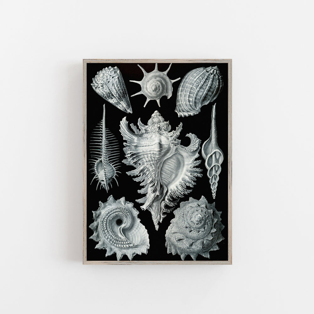 Monochrome vintage print, shells Ernst Haeckel