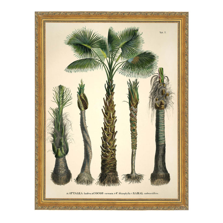 Vintage illustration of 5 coconut palms