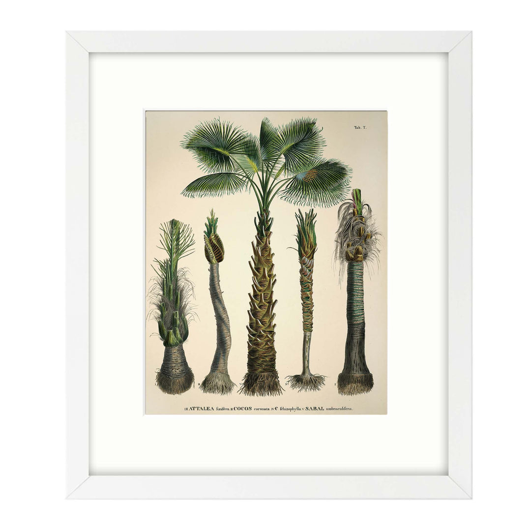 Vintage illustration of 5 coconut palms