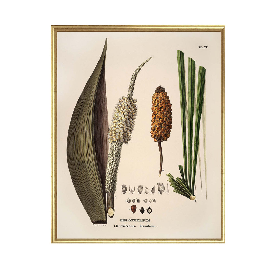 Vintage illustration of a seed pod of Diplothemium Caudescens