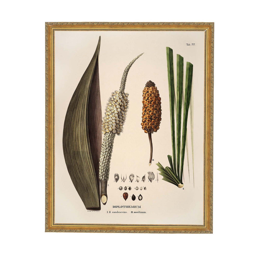 Vintage illustration of a seed pod of Diplothemium Caudescens