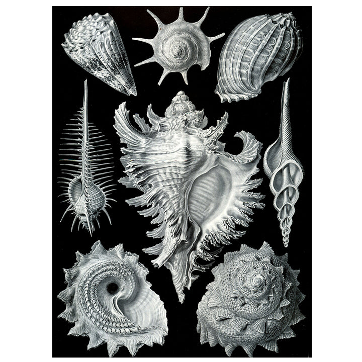 Coastal decor Ernst Haeckel sheels
