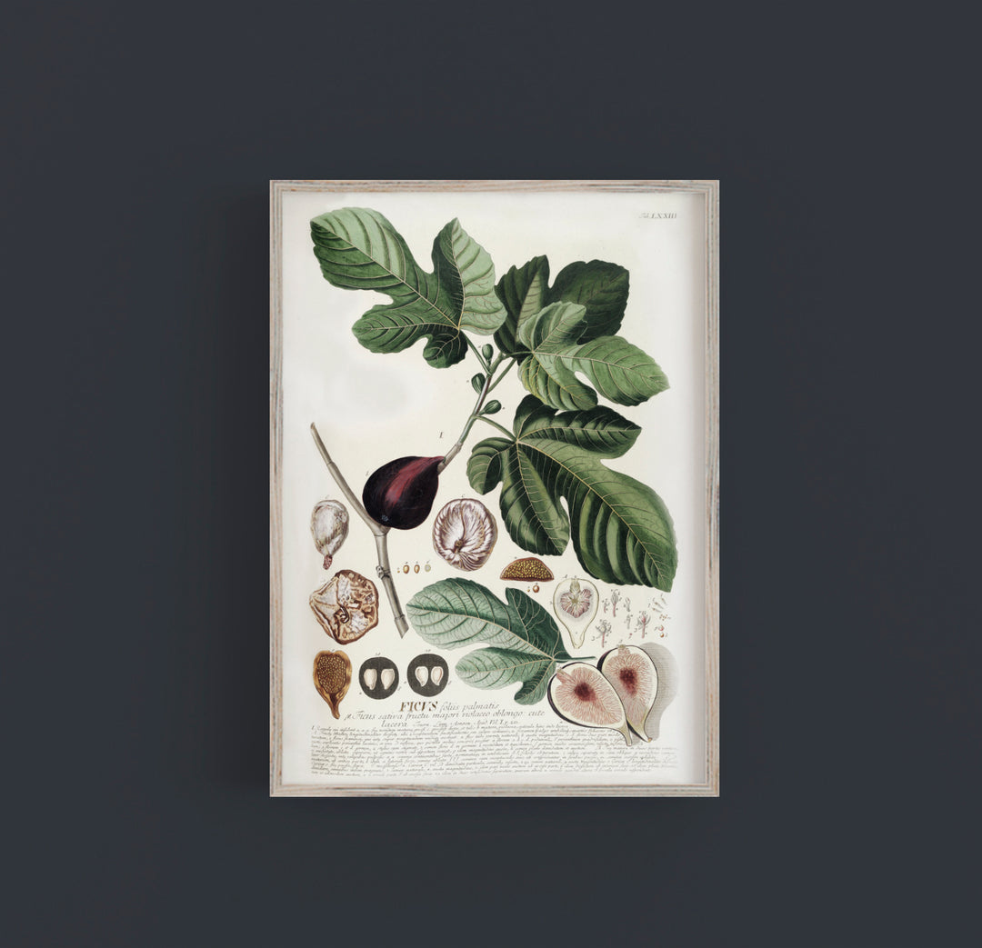 Fig Branch Vintage Wall Art