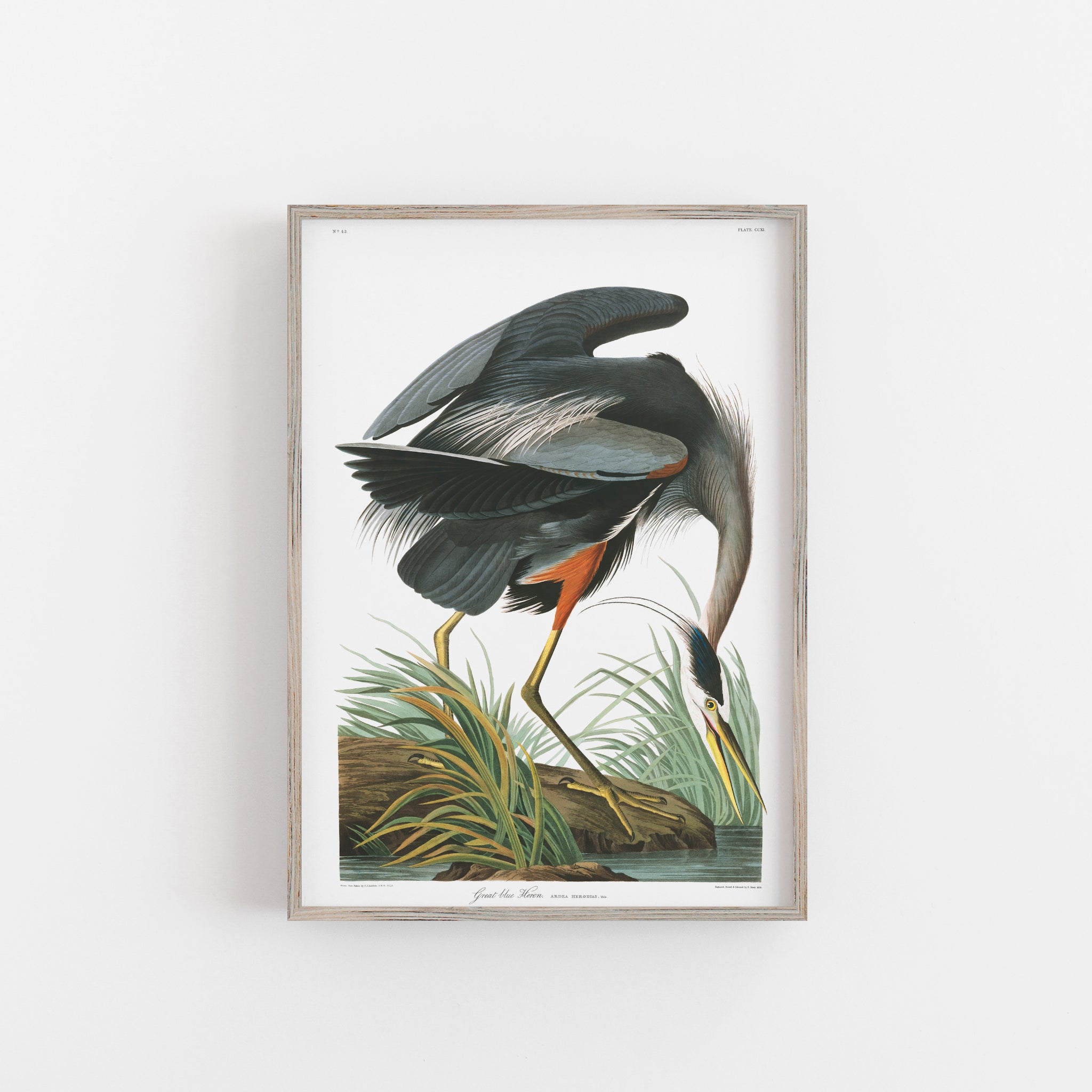 ARTCANVAS Great Blue Heron by buy John James Audubon Canvas Art Print