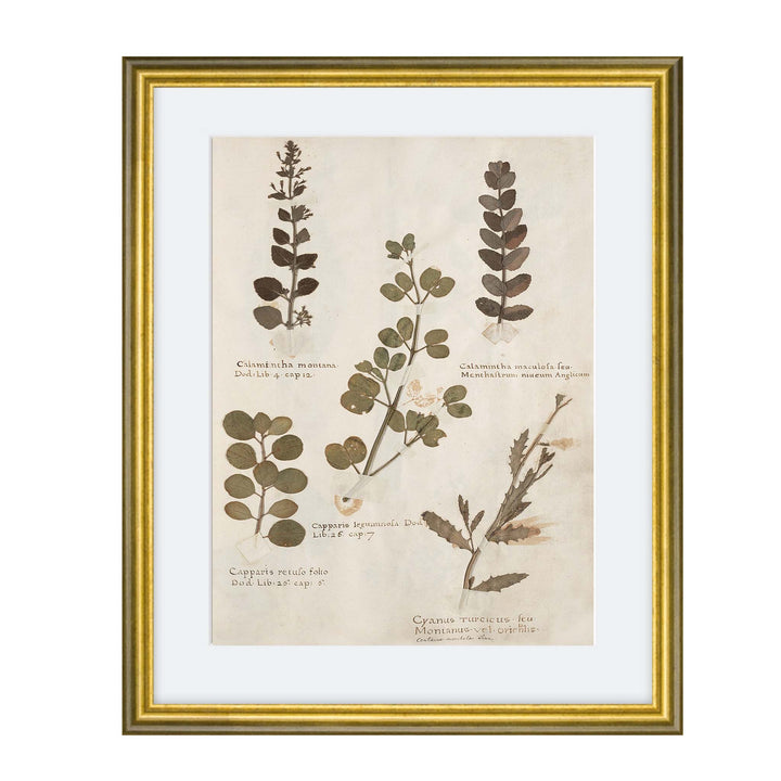 Print of pressed botanicals from a vintage herbarium collection