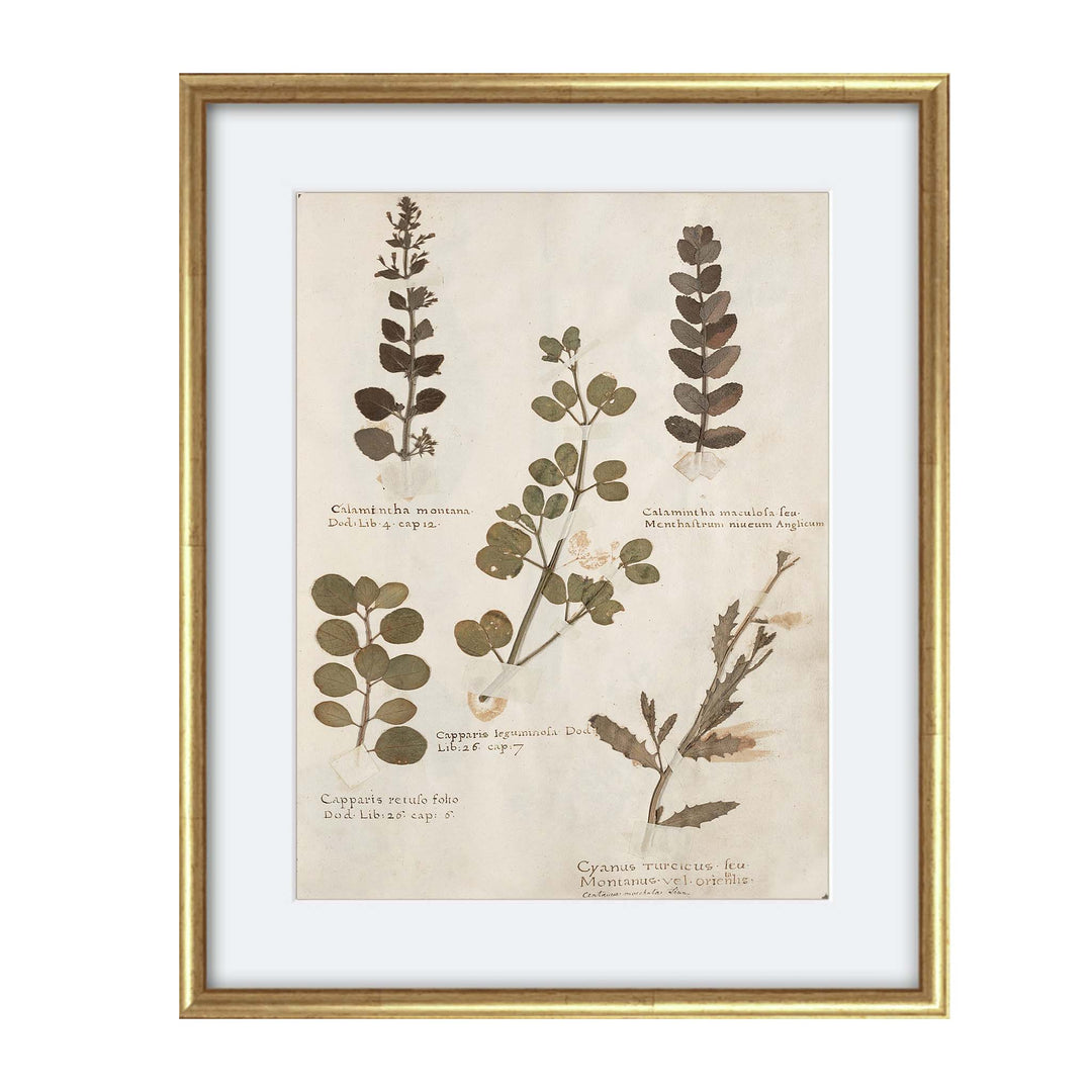 Print of pressed botanicals from a vintage herbarium collection