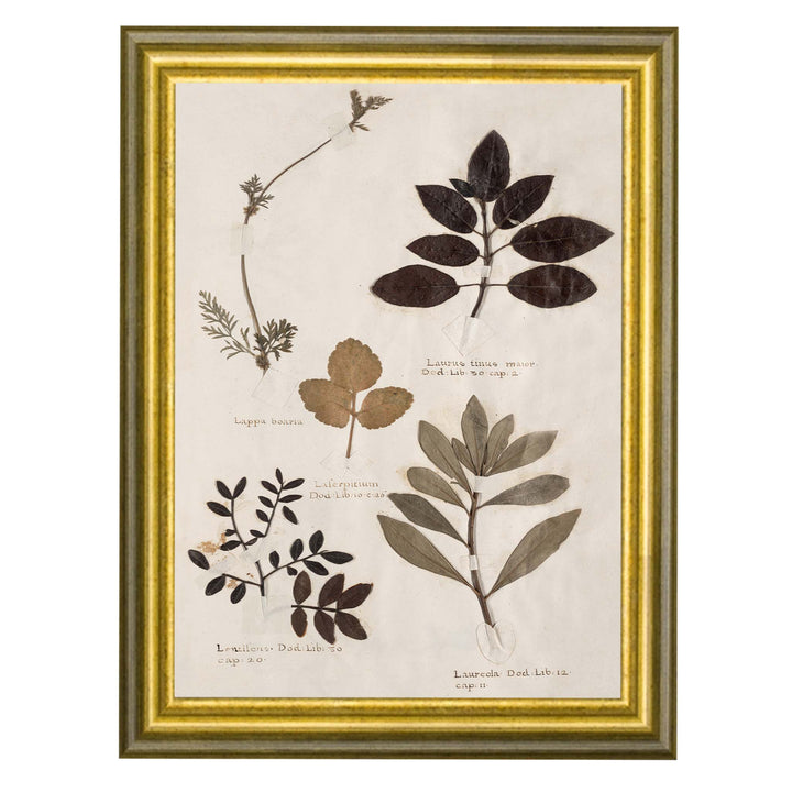 Vintage reproduction print of pressed botanicals from a herbarium collection